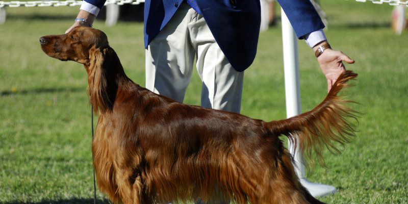 3 Reasons Dog Registration is Essential