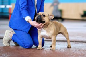 How Dog Breed Standards Influence Shows and Competitions