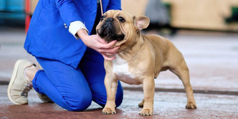 How Dog Breed Standards Influence Shows and Competitions