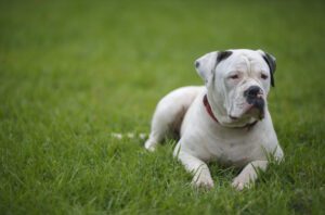The History of American Bulldogs