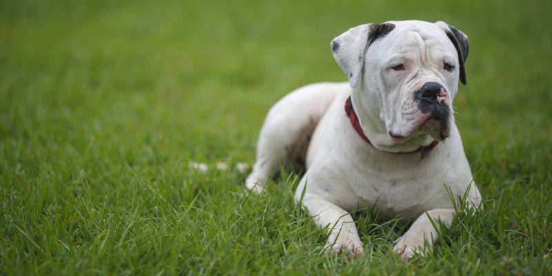 The History of American Bulldogs