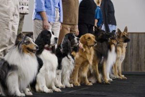 The Importance of Dog Breed Education for First-Time Owners