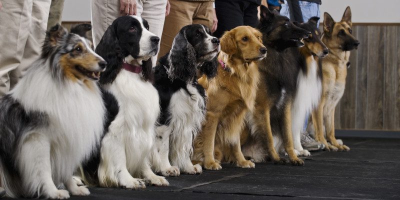 The Importance of Dog Breed Education for First-Time Owners