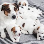 Dog Litter Registration
