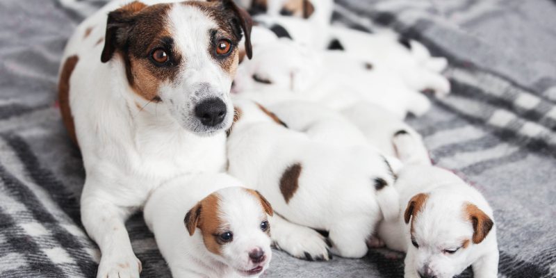 Dog Litter Registration